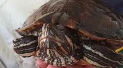 Jak můžete zavolat želvu, jména pro dívky a chlapce